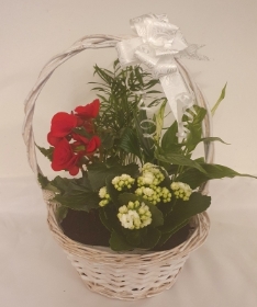 Indoor Basket Planter Medium